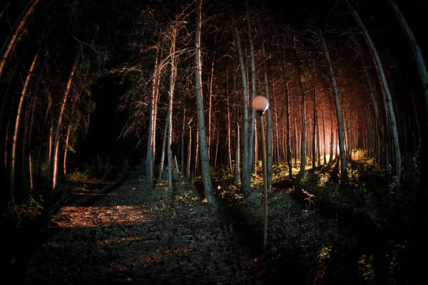 Luzes mágicas brilhando na floresta misteriosa à noite. Floresta de pinheiro com luz estranha — Fotografia de Stock