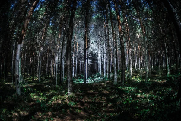 Magiczne światła błyszczące w tajemniczym lesie sosnowym w nocy. — Zdjęcie stockowe