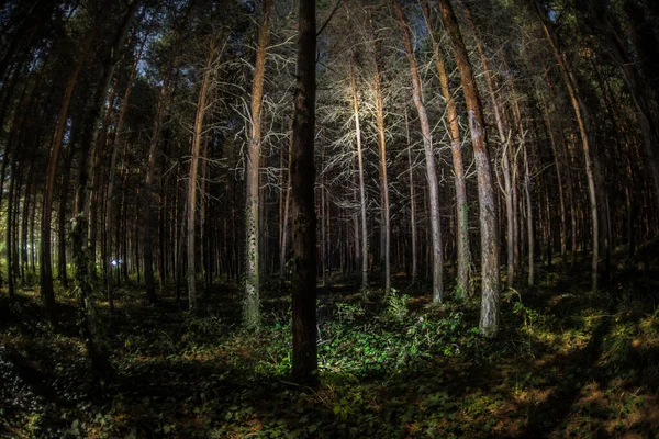Luces mágicas brillando en el misterioso bosque de pinos por la noche . — Foto de Stock