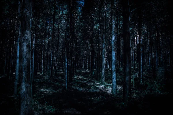 Luzes mágicas brilhando em misteriosa floresta de pinheiros à noite . — Fotografia de Stock