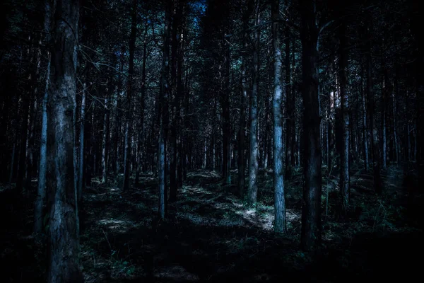 Luces mágicas brillando en el misterioso bosque de pinos por la noche . — Foto de Stock