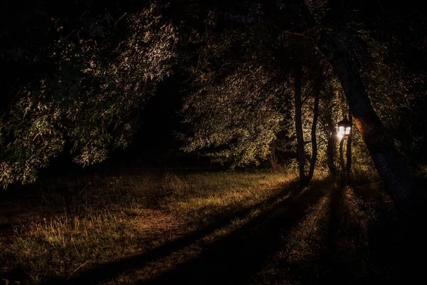 Skräck Halloween koncept. Brinnande gammal oljelampa i skogen på natten. Nattlandskap av en mardröm scen. — Stockfoto