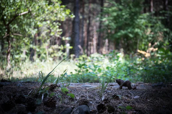 Ours brun marchant dans la forêt. Mini-ours (ou ours jouet) dans le parc . — Photo