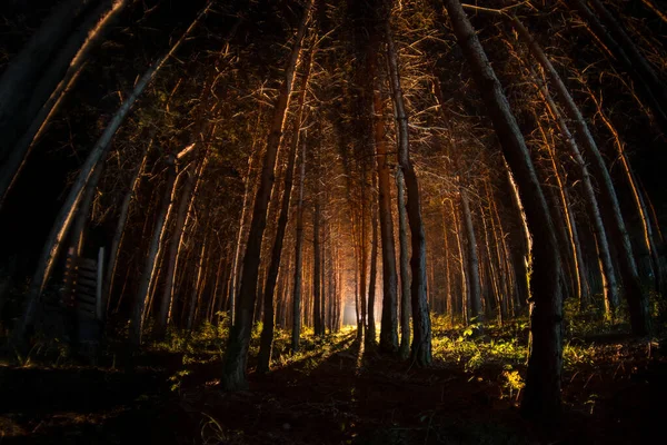 Luzes mágicas brilhando na floresta misteriosa à noite. Floresta de pinheiro com luz estranha — Fotografia de Stock