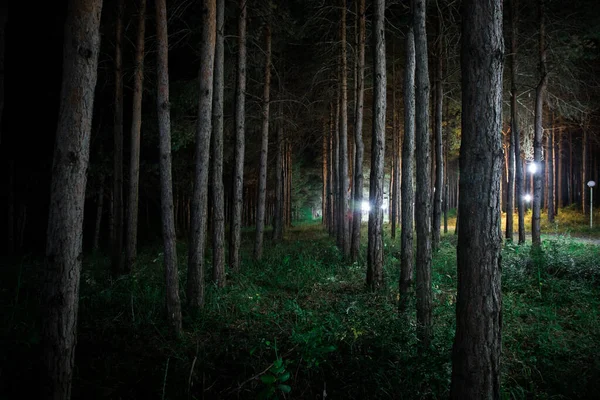 Magiska ljus gnistrande i mystiska skogen på natten. Tallskog med konstigt ljus — Stockfoto