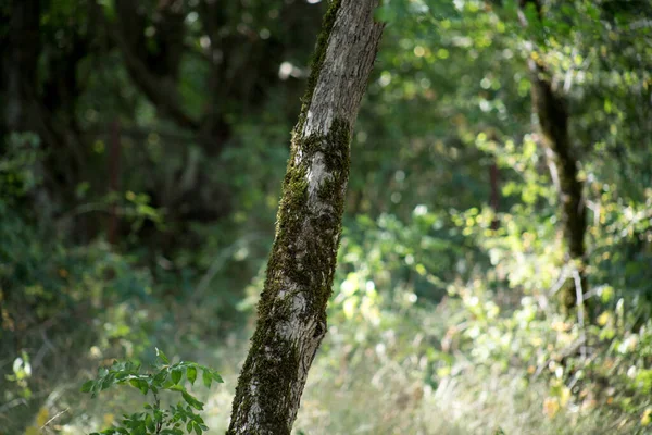 Foglie ramoscelli di colore verde e giallo bellissimo sfondo. Foresta estiva. Natura dell'Azerbaigian da vicino . — Foto Stock