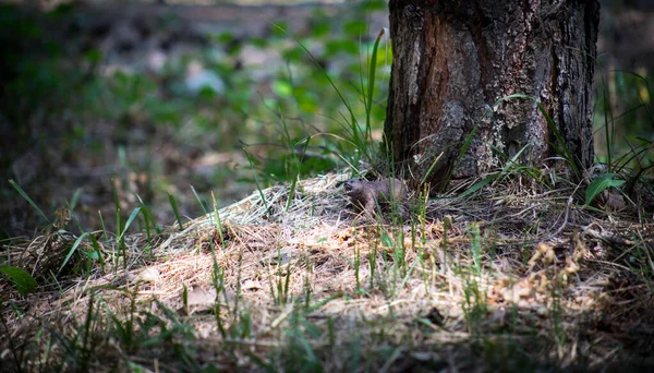 Brown bear walking in forest. Mini bear figure (or toy bear) at the park.