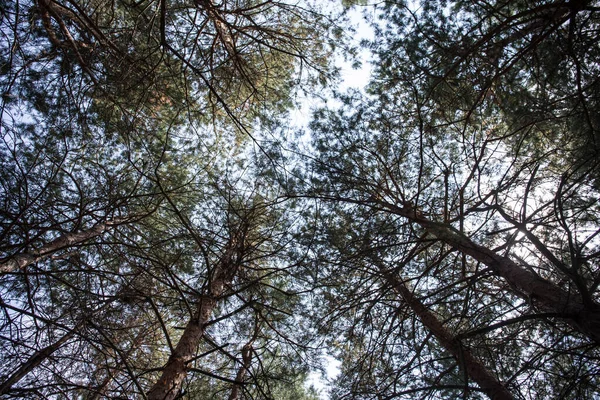 Corteza de pino de cerca. Hermoso bosque de pinos en verano . — Foto de Stock