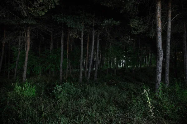 В таинственном лесу ночью сверкают волшебные огни. Сосновый лес со странным светом — стоковое фото