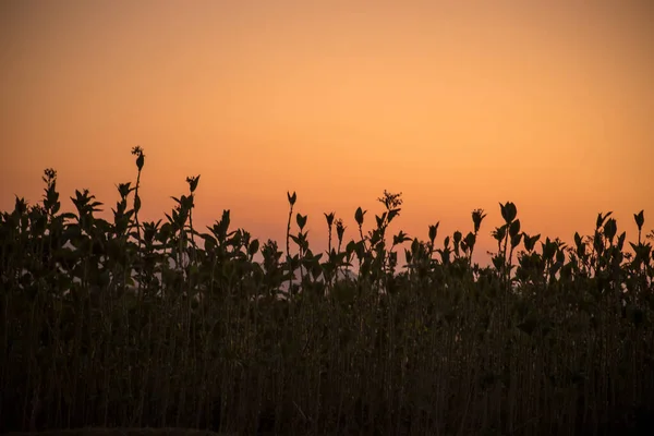 Vista de las plantas de campo del prado puesta del sol. Silueta de hierba puesta del sol. Campo de puesta de sol hierba . — Foto de Stock
