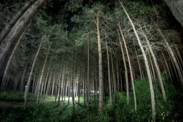 Luzes mágicas brilhando na floresta misteriosa à noite. Floresta de pinheiro com luz estranha — Fotografia de Stock