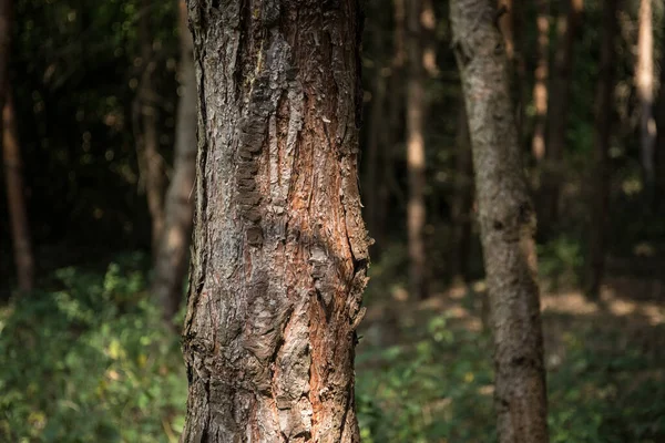 Bark of Pine Tree close up. Beautiful pine forest at summer time. — Stock Photo, Image