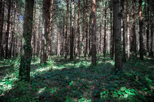 Árboles forestales con la luz del sol vertiendo a través de ramas de árboles al atardecer en el bosque — Foto de Stock