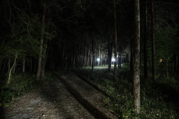 Чарівне світло блищить у таємничому лісі вночі. Сосновий ліс з дивним світлом — стокове фото