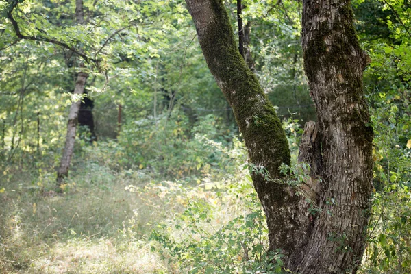 나뭇 가지 녹색과 노란색 색상 아름 다운 배경을 나뭇 잎. 여름 숲입니다. 아제르바이잔의 자연 클로즈업. — 스톡 사진
