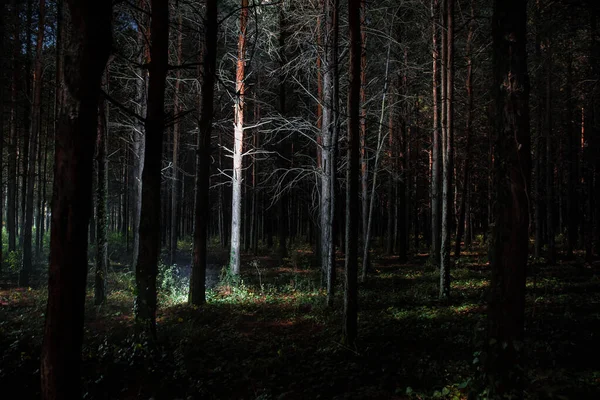 Magiska ljus gnistrar i mystisk tallskog på natten. — Stockfoto