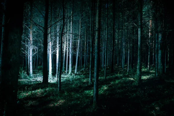 Волшебные огни сверкают в таинственном сосновом лесу ночью . — стоковое фото