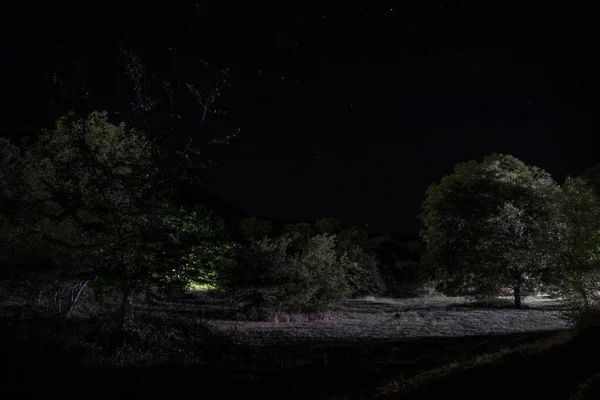 V noci se v tajemném lese třpytila Kouzelná světla. Borovicový les se zvláštním světlem. — Stock fotografie