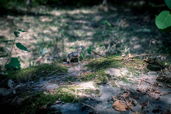 Urlando lupo nella foresta. Mini figura di lupo in piedi sul terreno della foresta . — Foto Stock