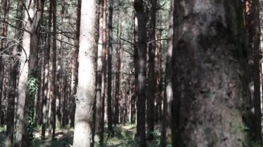 Orman manzarası. Güzel orman doğası. Uzun yaşlı çam ağaçları.