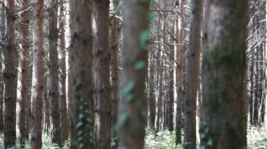 Orman manzarası. Güzel orman doğası. Uzun yaşlı çam ağaçları.