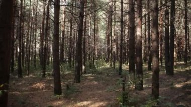 Orman manzarası. Güzel orman doğası. Uzun yaşlı çam ağaçları.