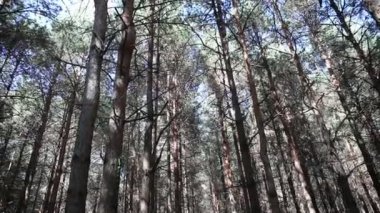 Orman manzarası. Güzel orman doğası. Uzun yaşlı çam ağaçları.