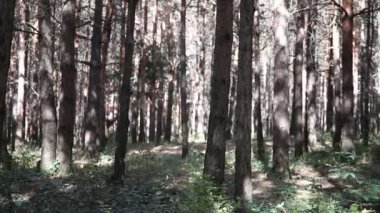 Orman manzarası. Güzel orman doğası. Uzun yaşlı çam ağaçları.