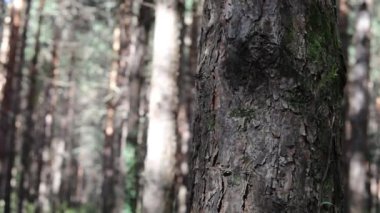 Çam Ağacı'nın Kabuğu yakın. Yaz mevsiminde güzel çam ormanı. Seçici odaklama