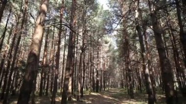 Orman manzarası. Güzel orman doğası. Uzun yaşlı çam ağaçları.