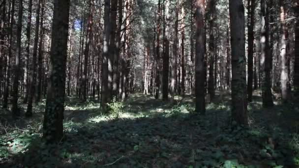 Forest Landscape Beautiful Forest Nature Tall Old Pine Trees — Stock Video