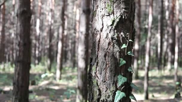 Boslandschap Prachtige Bosnatuur Hoge Oude Pijnbomen — Stockvideo