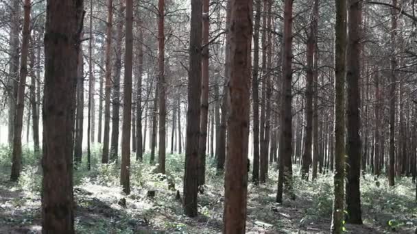 Skogslandskap Vacker Skogsnatur Höga Gamla Tallar — Stockvideo