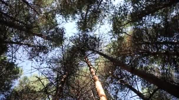 Paisagem Florestal Bela Natureza Florestal Pinhais Altos Velhos — Vídeo de Stock