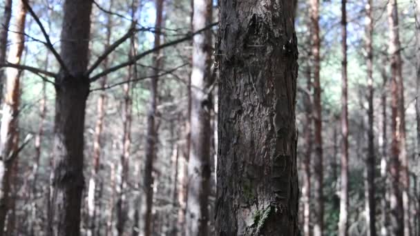 Forest Landscape Beautiful Forest Nature Tall Old Pine Trees — Stock Video