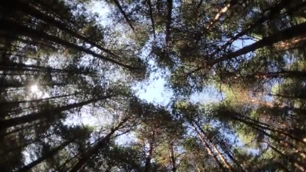 Forest Landscape Beautiful Forest Nature Tall Old Pine Trees — Stock Video