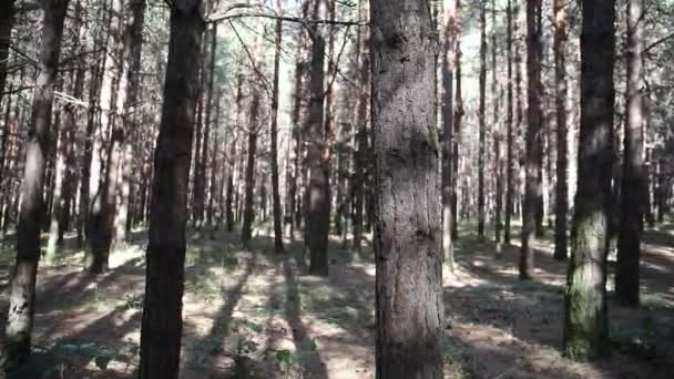 Paisaje Forestal Hermosa Naturaleza Forestal Altos Viejos Pinos — Vídeos de Stock