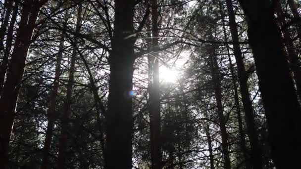 Skogslandskap Vacker Skogsnatur Höga Gamla Tallar — Stockvideo