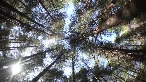 Paisagem Florestal Bela Natureza Florestal Pinhais Altos Velhos — Vídeo de Stock