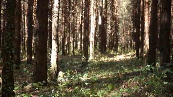 Paisaje Forestal Hermosa Naturaleza Forestal Altos Viejos Pinos — Vídeos de Stock