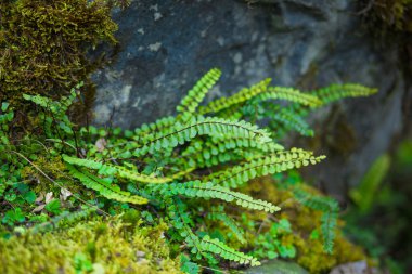 Taze yeşil yosunların yakın plan görüntüsü. Taş zeminde yetişiyor. Güneş ışığında su damlaları var, seçici bir odak noktası.