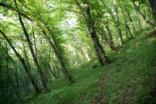 叶枝绿色和黄色背景美丽 夏天的森林阿塞拜疆的性质非常接近 有选择的重点 — 图库照片