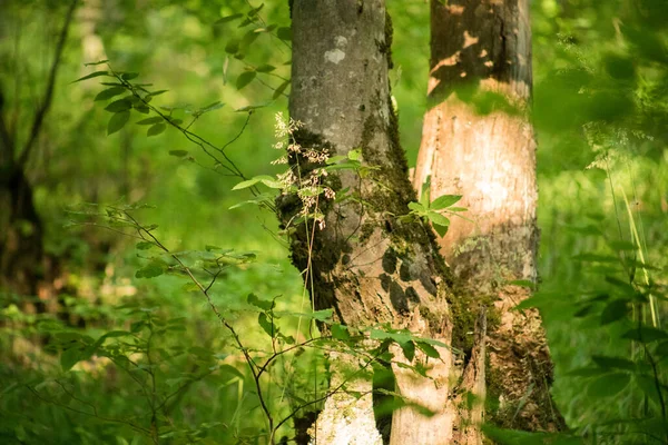 Leaves Twigs Green Yellow Color Beautiful Background Summer Forest Nature — Stock Photo, Image