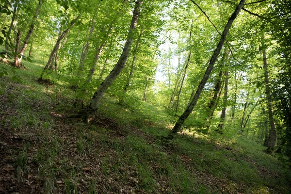 叶枝绿色和黄色背景美丽 夏天的森林阿塞拜疆的性质非常接近 有选择的重点 — 图库照片