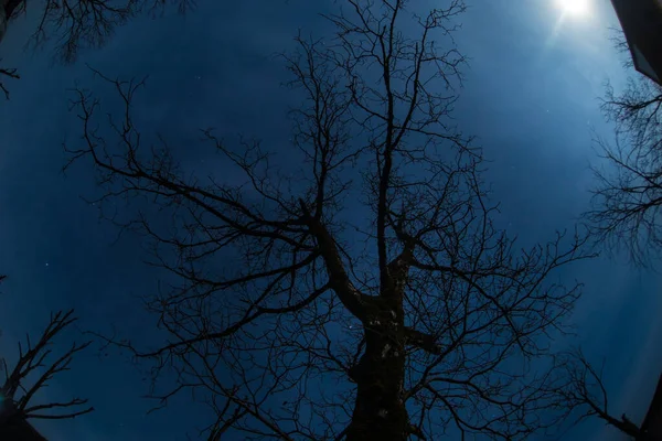 Super Měsíc Siluetou Stromu Zimním Lese Noci Krásná Noční Krajina — Stock fotografie