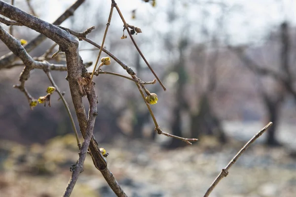 Baum Zeitigen Frühjahr Blick Von Unten Aserbaidschanische Natur Selektiver Fokus — Stockfoto