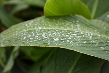 Büyük su damlaları olan parlak yeşil bir yaprak. Sabahları yaprağın üzerindeki çiğ taneleri. Doğal, büyük, yuvarlak su damlaları. Su güneş ışığında parıldıyor.