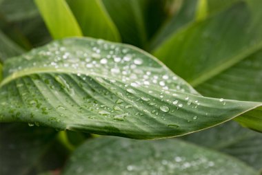 Büyük su damlaları olan parlak yeşil bir yaprak. Sabahları yaprağın üzerindeki çiğ taneleri. Doğal, büyük, yuvarlak su damlaları. Su güneş ışığında parıldıyor.