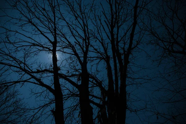 Super Moon Tree Silhouette Winter Forest Night Beautiful Night Landscape — Stock Photo, Image