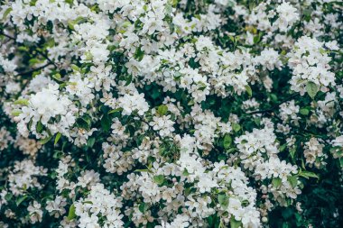 Elma ağaçlarının çiçek açması ile bir ağacın dalları